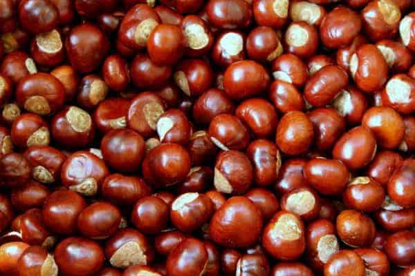 freshly picked chestnuts