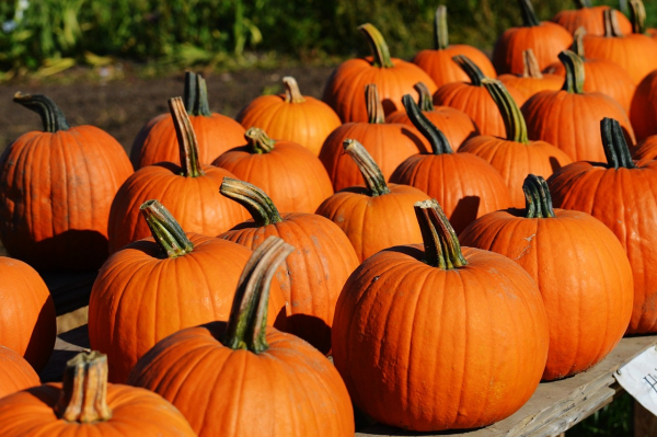 vue sur une table garnie de citrouilles