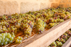 Grappes de raisons blanc en train de sécher sur la paille pour produire le vin paillé