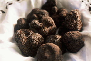 panier de truffes fraîches