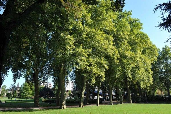 View of the plane trees in the Parc de la Guierle in Brive