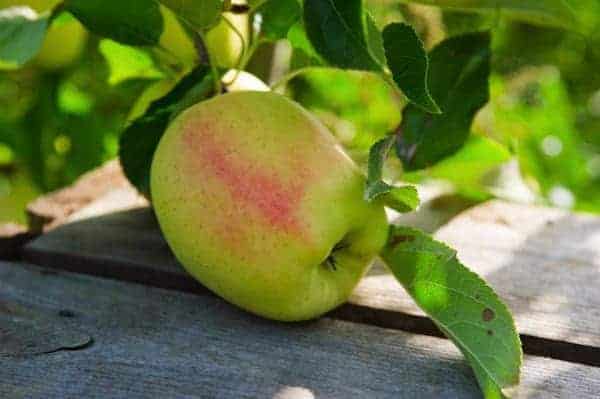 Zicht op een Limousin appel hangend aan zijn tak
