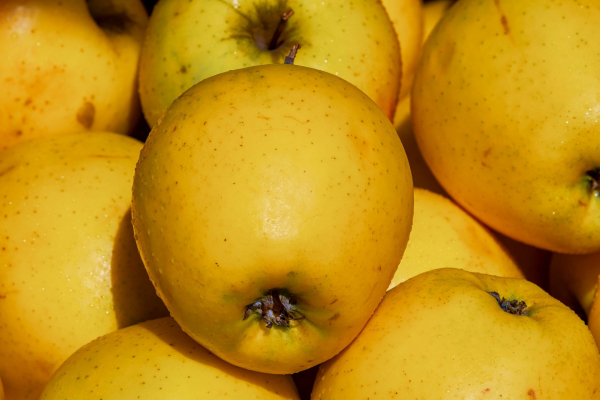 Close-up of Golden apples