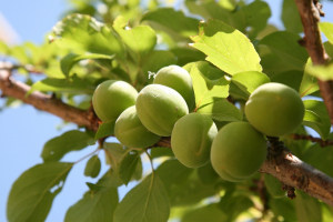 Vue sur une branche de prunier où l'on voit des prunes