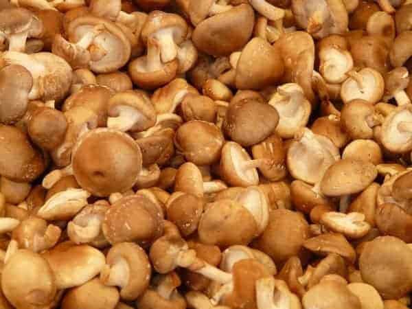 Cageot de champignons Shiitake