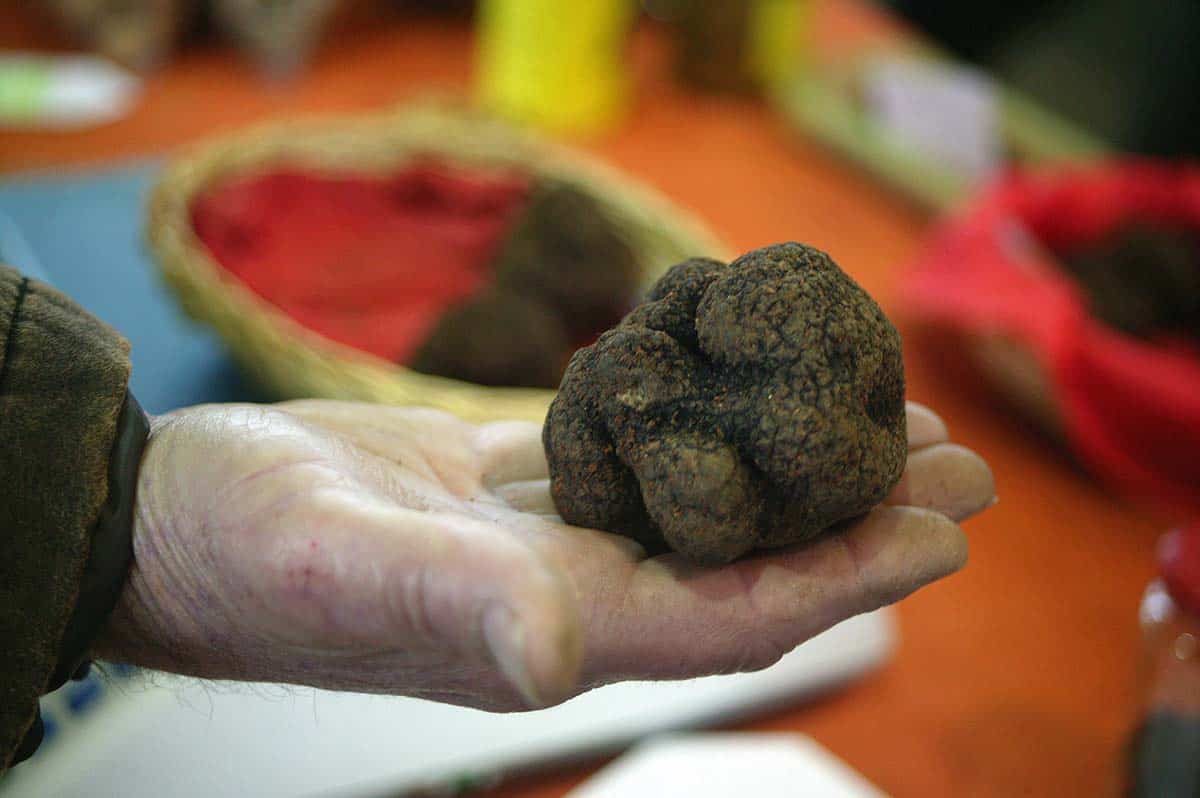 Gezicht op een hand die een truffel vasthoudt