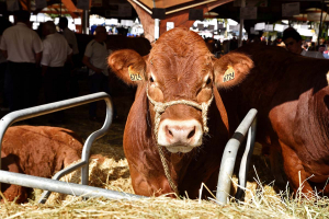 Une vache Limousine au festival de l'élevage de Brive sous la halle Brassens