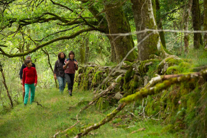 Quatre personnes sont sur un sentier de randonnée en pleine nature