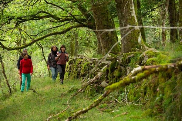 Quatre personnes sont sur un sentier de randonnée en pleine nature