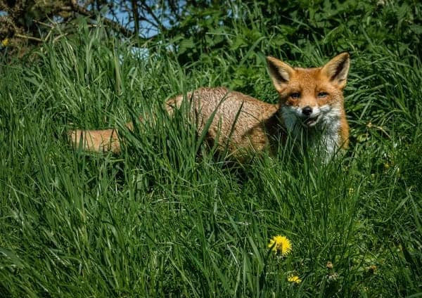 Photo de renard dans la campagne