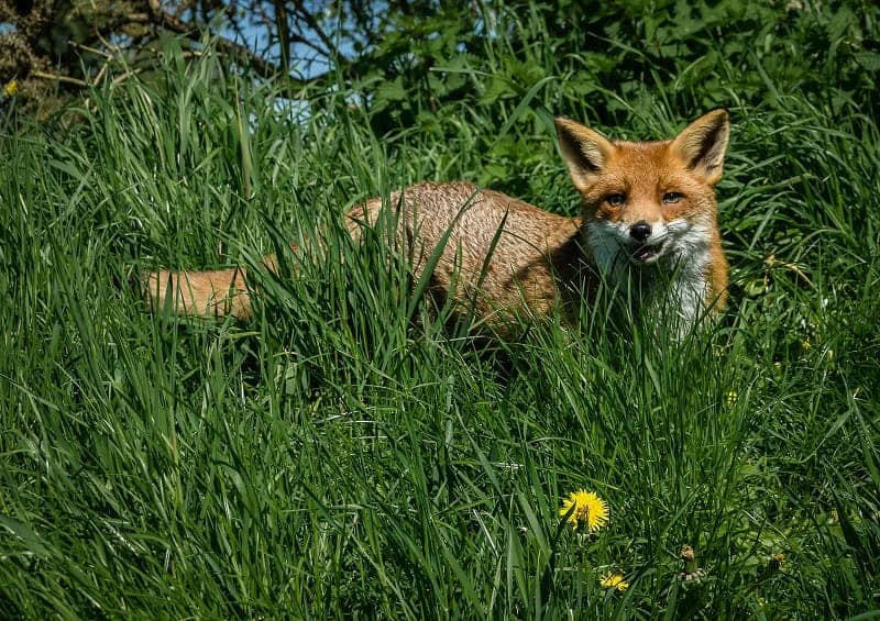Foto van een vos op het platteland