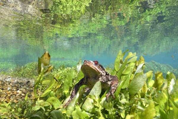 Crapaud perché sur une plante au fond de la rivière