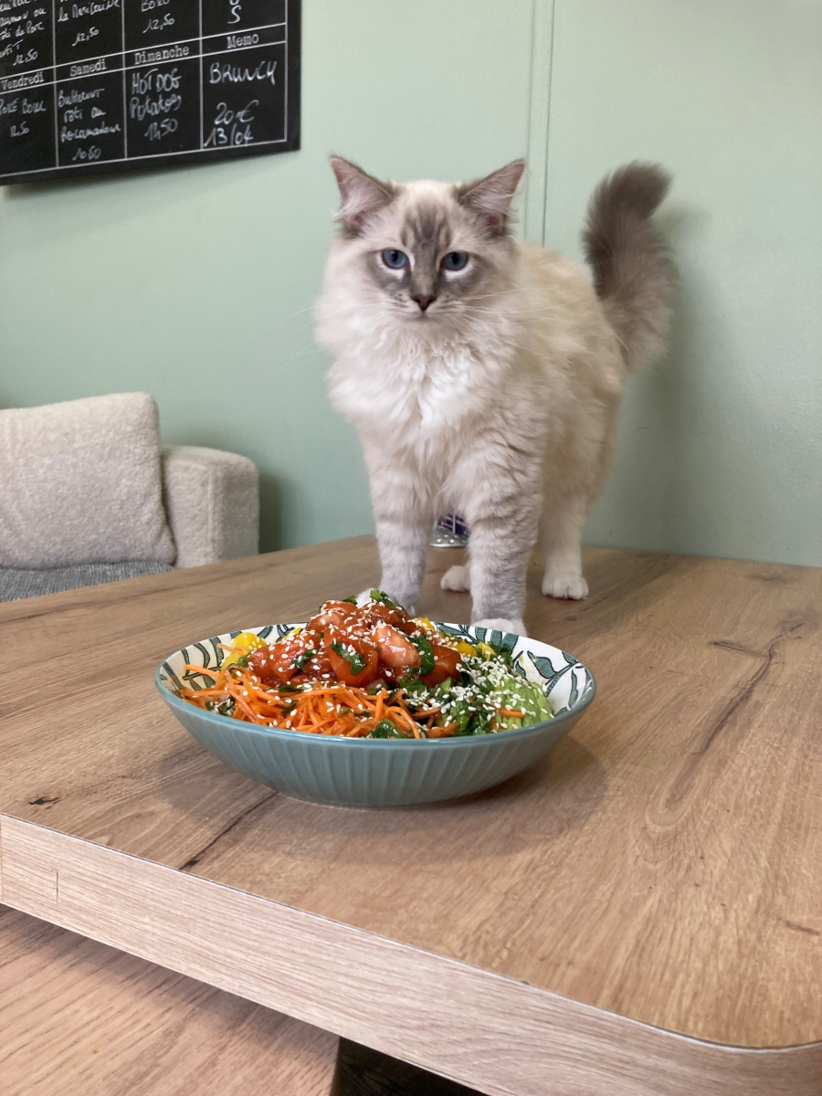 Plat du jour et chat sur la table