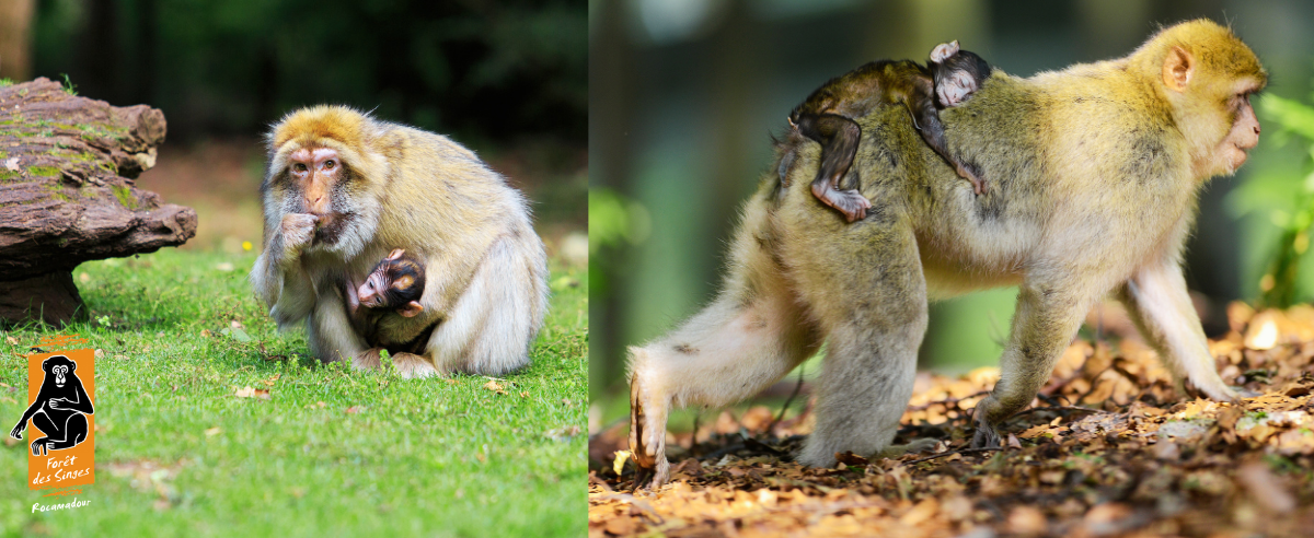 Encart pub Foret des singes