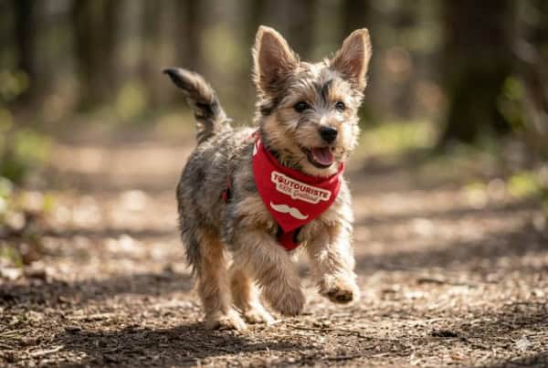 Petit chien se promenant avec un bandana autour du cou rouge sur lequel est inscrit "Toutouriste 100% Gaillard"