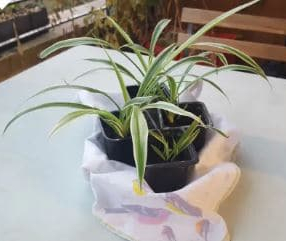 une plante dans un pot sur une terrasse